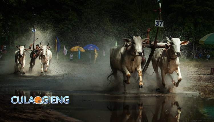 Lễ hội đua bò An Giang